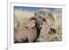 Big Horn Sheep Yellowstone-null-Framed Art Print