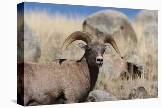 Big Horn Sheep Yellowstone-null-Stretched Canvas