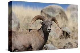 Big Horn Sheep Yellowstone-null-Stretched Canvas