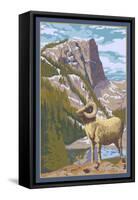 Big Horn Sheep-Lantern Press-Framed Stretched Canvas
