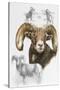 Big Horn Sheep-Barbara Keith-Stretched Canvas