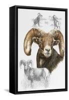 Big Horn Sheep-Barbara Keith-Framed Stretched Canvas