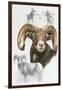 Big Horn Sheep-Barbara Keith-Framed Giclee Print