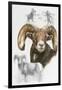 Big Horn Sheep-Barbara Keith-Framed Giclee Print