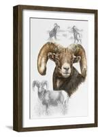 Big Horn Sheep-Barbara Keith-Framed Giclee Print