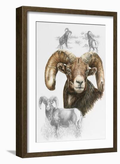 Big Horn Sheep-Barbara Keith-Framed Giclee Print