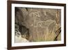 Big-Horned Sheep Jornada-Mogollon Petroglyph at Three Rivers Site, New Mexico-null-Framed Photographic Print