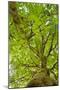Big-Leaf Maple (Acer macrophyllum) Baker River, North Cascades National Park, Washington State-Alan Majchrowicz-Mounted Photographic Print