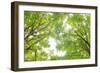 Big Leaf Maple II-Kathy Mahan-Framed Photographic Print