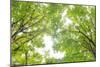 Big Leaf Maple II-Kathy Mahan-Mounted Photographic Print