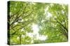 Big Leaf Maple II-Kathy Mahan-Stretched Canvas