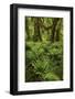 Big Leaf Maple tree draped with Club Moss, Hoh Rainforest, Olympic National Park, Washington State-Adam Jones-Framed Photographic Print