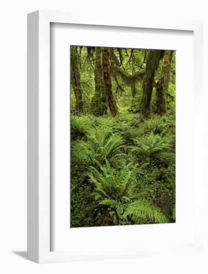 Big Leaf Maple tree draped with Club Moss, Hoh Rainforest, Olympic National Park, Washington State-Adam Jones-Framed Photographic Print