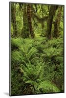 Big Leaf Maple tree draped with Club Moss, Hoh Rainforest, Olympic National Park, Washington State-Adam Jones-Mounted Photographic Print