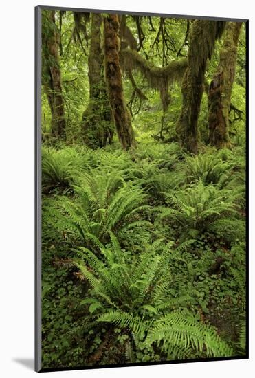 Big Leaf Maple tree draped with Club Moss, Hoh Rainforest, Olympic National Park, Washington State-Adam Jones-Mounted Photographic Print