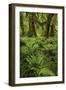 Big Leaf Maple tree draped with Club Moss, Hoh Rainforest, Olympic National Park, Washington State-Adam Jones-Framed Photographic Print