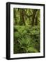 Big Leaf Maple tree draped with Club Moss, Hoh Rainforest, Olympic National Park, Washington State-Adam Jones-Framed Photographic Print