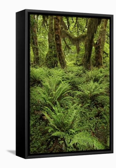 Big Leaf Maple tree draped with Club Moss, Hoh Rainforest, Olympic National Park, Washington State-Adam Jones-Framed Stretched Canvas