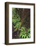 Big Leaf Maple tree draped with Club Moss, Hoh Rainforest, Olympic National Park, Washington State-Adam Jones-Framed Photographic Print