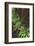 Big Leaf Maple tree draped with Club Moss, Hoh Rainforest, Olympic National Park, Washington State-Adam Jones-Framed Photographic Print