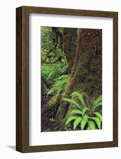 Big Leaf Maple tree draped with Club Moss, Hoh Rainforest, Olympic National Park, Washington State-Adam Jones-Framed Photographic Print