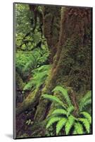 Big Leaf Maple tree draped with Club Moss, Hoh Rainforest, Olympic National Park, Washington State-Adam Jones-Mounted Photographic Print