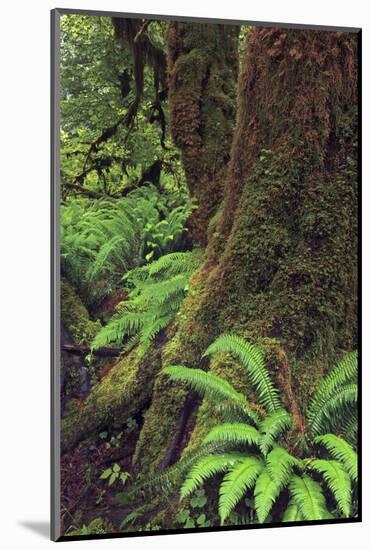 Big Leaf Maple tree draped with Club Moss, Hoh Rainforest, Olympic National Park, Washington State-Adam Jones-Mounted Photographic Print