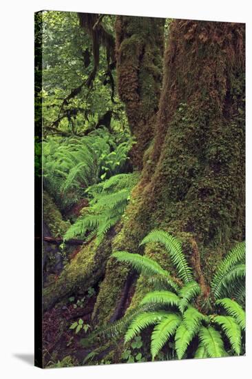 Big Leaf Maple tree draped with Club Moss, Hoh Rainforest, Olympic National Park, Washington State-Adam Jones-Stretched Canvas