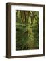 Big Leaf Maple tree draped with Club Moss, Hoh Rainforest, Olympic National Park, Washington State-Adam Jones-Framed Photographic Print