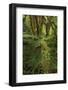 Big Leaf Maple tree draped with Club Moss, Hoh Rainforest, Olympic National Park, Washington State-Adam Jones-Framed Photographic Print