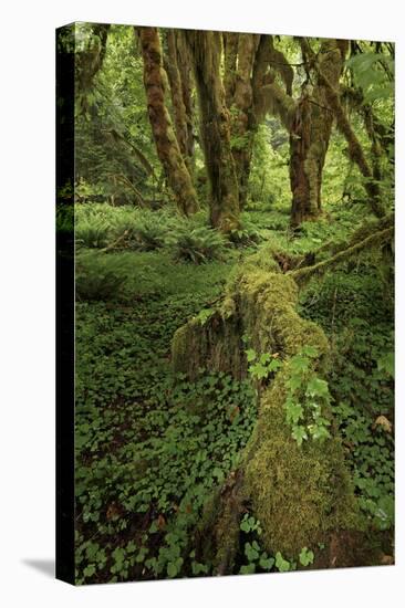 Big Leaf Maple tree draped with Club Moss, Hoh Rainforest, Olympic National Park, Washington State-Adam Jones-Stretched Canvas