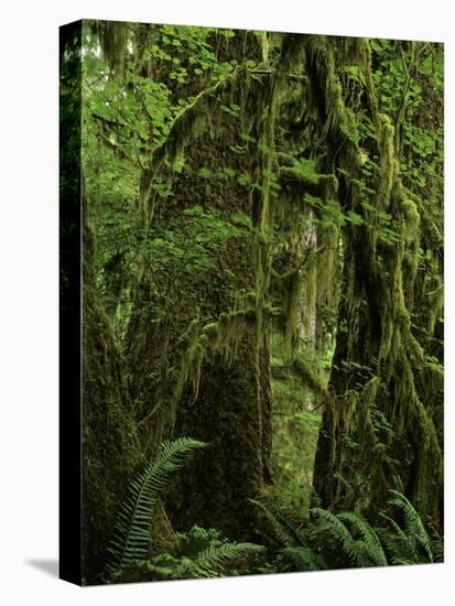 Big Leaf Maples in the Hoh Rain Forest in Olympic National Park, Washington-Jerry Ginsberg-Stretched Canvas