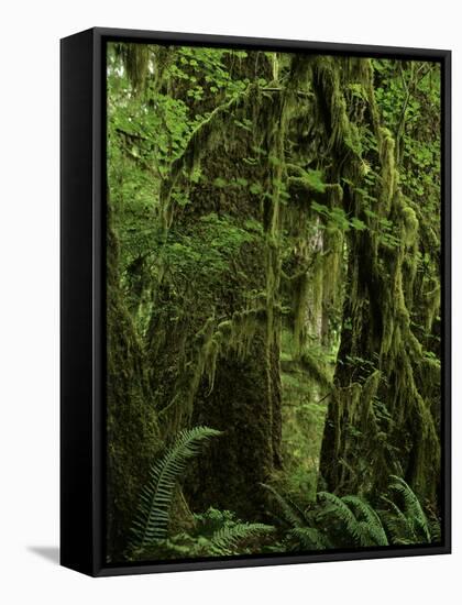 Big Leaf Maples in the Hoh Rain Forest in Olympic National Park, Washington-Jerry Ginsberg-Framed Stretched Canvas