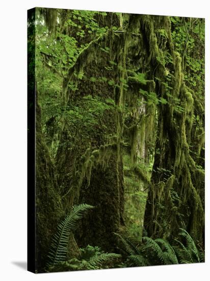 Big Leaf Maples in the Hoh Rain Forest in Olympic National Park, Washington-Jerry Ginsberg-Stretched Canvas