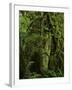 Big Leaf Maples in the Hoh Rain Forest in Olympic National Park, Washington-Jerry Ginsberg-Framed Photographic Print