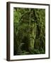Big Leaf Maples in the Hoh Rain Forest in Olympic National Park, Washington-Jerry Ginsberg-Framed Photographic Print