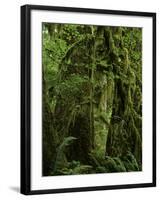 Big Leaf Maples in the Hoh Rain Forest in Olympic National Park, Washington-Jerry Ginsberg-Framed Photographic Print