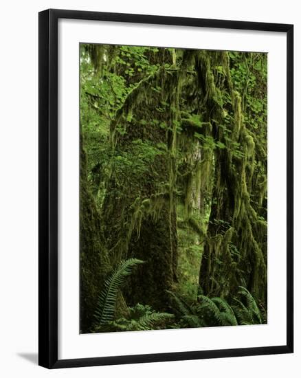 Big Leaf Maples in the Hoh Rain Forest in Olympic National Park, Washington-Jerry Ginsberg-Framed Photographic Print