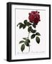 Big-Leaved Multiflora-Pierre Joseph Redoute-Framed Giclee Print