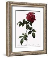 Big-Leaved Multiflora-Pierre Joseph Redoute-Framed Giclee Print