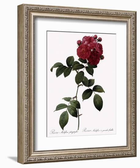 Big-Leaved Multiflora-Pierre Joseph Redoute-Framed Giclee Print