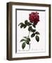 Big-Leaved Multiflora-Pierre Joseph Redoute-Framed Giclee Print