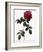 Big-Leaved Multiflora-Pierre Joseph Redoute-Framed Giclee Print