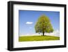 Big Lime-Tree as a Single Tree in the Spring-Wolfgang Filser-Framed Photographic Print
