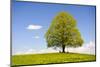 Big Lime-Tree as a Single Tree in the Spring-Wolfgang Filser-Mounted Photographic Print