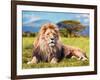 Big Lion Lying on Savannah Grass. Landscape with Characteristic Trees on the Plain and Hills in The-Michal Bednarek-Framed Photographic Print