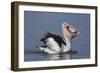 Big Lunch-C.S.Tjandra-Framed Photographic Print