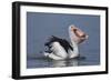 Big Lunch-C.S.Tjandra-Framed Photographic Print