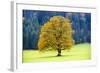 Big Maple as a Single Tree in Autumn-Wolfgang Filser-Framed Photographic Print