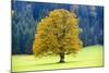 Big Maple as a Single Tree in Autumn-Wolfgang Filser-Mounted Photographic Print